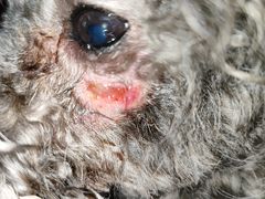 -拜鲁耶动物诊疗中心·宠家动物医院