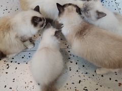 -喵喵咪呀布偶猫咖(春熙路店)