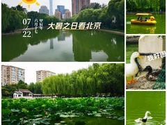 -团结湖公园