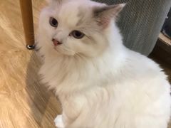 -滚猫咖啡·猫咖·猫友好撸猫(未来城店)