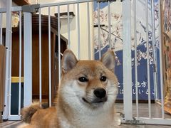 -南京Hallo宠物乐园·哈罗犬舍·柴犬繁育基地