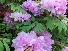 -双季花艺园艺市场(浦东店)