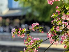 -海棠花溪(元大都城垣遗址公园)