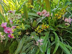 -中国科学院西双版纳热带植物园