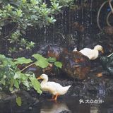 熙熙攘攘皆为食来~ ~ 酷热里,怀着四十多度的热情