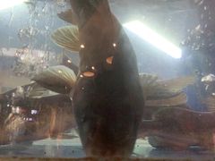 -蜀滋香鲜鱼美蛙火锅(339店)