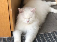 -飞行喵MR PILOT|猫舍·猫咖(静安大融城店)