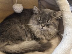 -Let's go狗咖·猫咖·奶狗·桌游(春熙路IFS店)