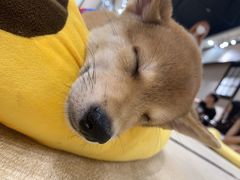 -逗柴咖啡屋·狗咖猫咖宠物桌游