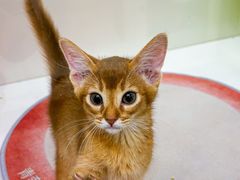 -青奢宠物·青奢猫舍