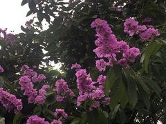 -海珠湖公园