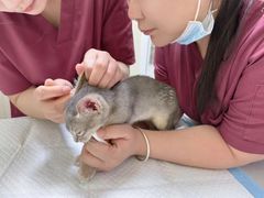-纳吉亚猫专科动物医院博雅分院