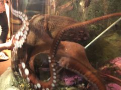 -西雅图水族馆