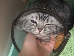 -艾贝尔宠物诊疗