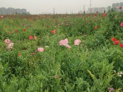 -白鹭湾湿地公园