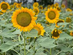 -中国天府农业博览园