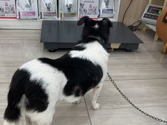 -申普宠物医院·眼科·心内科·影像科(普陀分院)