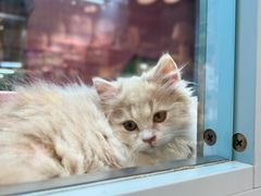 -FAELING PETS美天灵宠物(合生汇店)