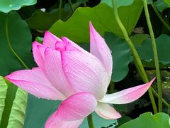 -荔湾湖公园