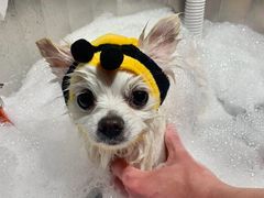 -PETKIT 小佩宠物·低压洗护·美容·寄养(安远店)