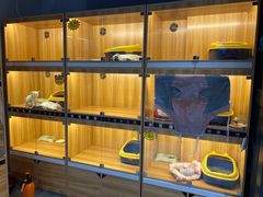 -欣宠猫屋·矮脚拿破仑·蓝金金渐层