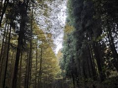 -山王坪喀斯特国家生态公园