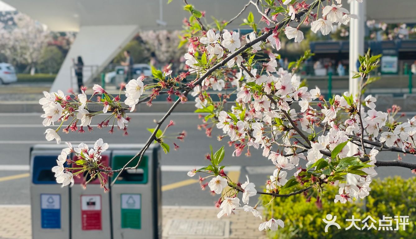 又是一年樱花季🌸