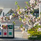 又是一年樱花季🌸