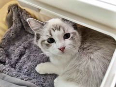 -猫大福·Fortune Cat猫舍(百子湾店)