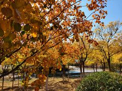 -永定河休闲森林公园