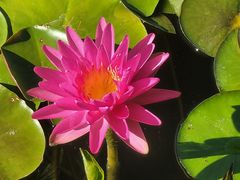 -莲花池公园