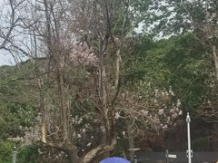 -燕塞湖鸟语林景区
