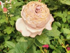 -人民公园(罗湖区)