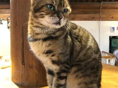 -猫小院猫主题餐厅(南锣旗舰店)