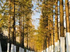 -合肥滨湖国家森林公园