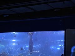 -重庆欢乐海底世界