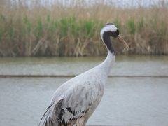 -盐城丹顶鹤湿地生态旅游区