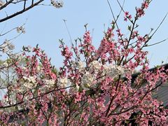 -南汇桃花村