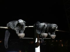 -清迈夜间动物园