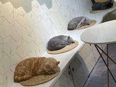 -猫房·猫吧·猫咖(龙湖时代汇店)