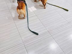 -纳吉亚猫专科动物医院(康都外科中心)