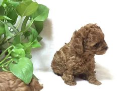 -惠康宠物医院(华能路店)