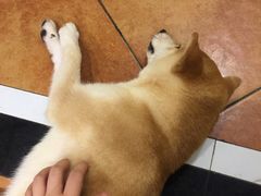 -more than meow吴止猫主题餐厅(承德 中船汇店)