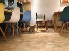 大堂-猫小主咖啡·猫咖cat cafe(福田店)