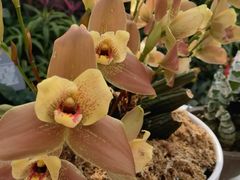 -北京植物园-展览温室