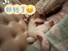 -凯特喵百思猫专科医院