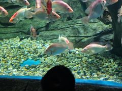 -苏州海洋馆