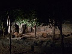 iphone_upload_pic-清迈夜间动物园