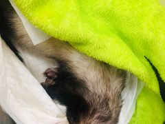 -美联众合动物医院·24h转诊中心