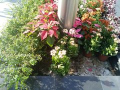 -万卉源鲜花店(百尚生活广场店)